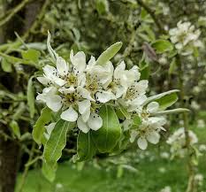 Image result for Pycreus permutatus