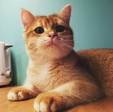 Labrador retriever names for your best bud. 260 Famous Male Cat Names Cat Names Cats Cute Cats