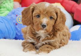 Best puppies for sale at infinity pups, we give healthy cute puppies and dogs for sale from german shepherd to husky, are well maintained by us. Miniature Cavoodle Puppies For Sale Chevromist Kennels Puppies Australia Puppies For Sale Puppies For Sale Australia Puppies
