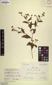 Image result for Ethulia