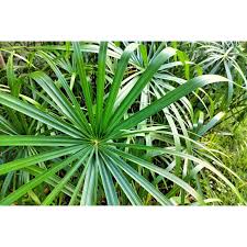 Image result for Cyperus hirtellus