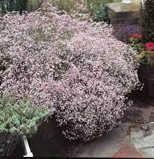 Growing Baby S Breath Flowering Plants Baby S Breath Plant Urban Garden Plants