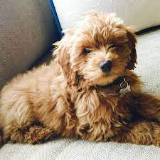 The goldendoodle gained popularity in the 1990's, and breeders soon began developing a smaller goldendoodles by introducing the mini. Macy 3 Month Old Mini F1b Goldendoodle Doodlecountryminis Puppies Goldendoodle Puppy Goldendoodle Miniature