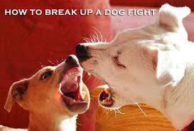 The i feel like we're roommates fight. How To Break Up A Dog Fight Calling All Dogs Ny