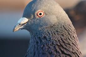 Our certificates are available as fillable pdf files and editable.doc files for microsoft word. The Bull System Made Easy Winning Pigeon Racing And Racing Pigeons Strategies Pigeon Insider