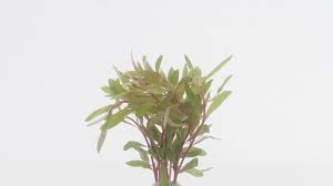 Image result for Nesaea aspera