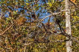 Image result for Brackenridgea zanguebarica