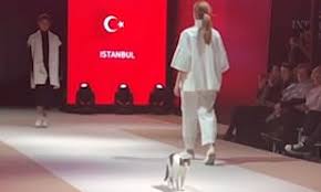 We offer a tailored and curated experience for the cat clothing revolution, that you are a part of right now, we are leading the way, we know that cats need to have their own place to shop for clothes that suit their multiple personalities and most importantly cat apparel and clothes must be comfortable. Cat Steals Show When It Struts Its Stuff Alongside Models Daily Mail Online