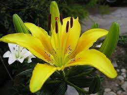 Il gufo delle nevi, il cui nome scientifico è bubo scandiacus venne classificato nel 1758 dal celebre medico, naturalista e botanico svedese linneo. Giglio Bulbi Giglio Bulbi
