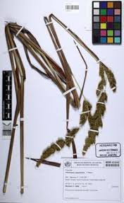 Image result for Eriochrysis