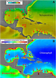 Shorefishes General Information