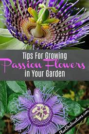How To Grow Passion Flowers In Your Garden Passion Flower Passion Fruit Plant Passion Fruit Flower