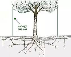 Maybe you would like to learn more about one of these? Can Weeds That Surround A Young Plant Japanese Maple Kill The Tree Quora