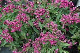 Image result for Pentas schumanniana