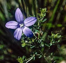 Image result for Wahlenbergia androsacea