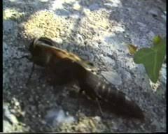 They will tear open the pupal cases of flies in order to get to the larvae inside. Devil S Coach Horse Beetle Wikipedia