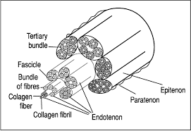Check spelling or type a new query. Tendon Function Related Structure Simple Healing Process And Mysterious Ageing Semantic Scholar