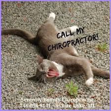 Call My Chiropractor Chiropractic Humor Funnycatmemes Cats Chiropractic Humor Chiropractic Family Chiropractic