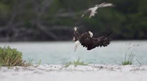 Check spelling or type a new query. Eagles And Ospreys When Birds Of Prey Clash