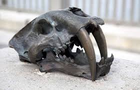 Sabertooth Tiger Extinction: How, When, And Why They Died - Gage Beasley  Prehistoric | Recapping Timeless Creatures