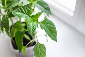 Gardening is mostly common sense. Growing Jalapenos From Seeds To Potted Plants Grow Hot Peppers