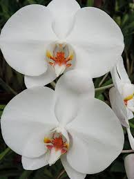 Pin On Orchids