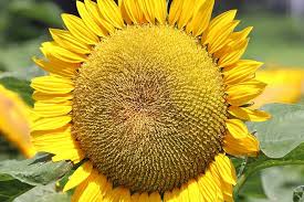 The united states customary cup unit holds 8 ounces and 16 tablespoons. How To Harvest Sunflower Seeds Gardener S Path