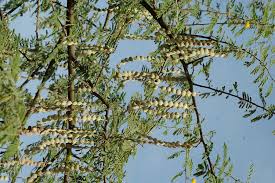 Image result for Acacia nilotica