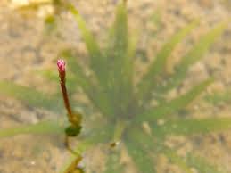 Image result for Blyxa hexandra