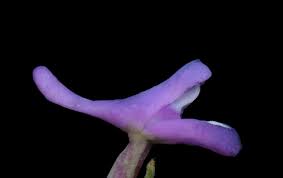 Image result for Disa ochrostachya