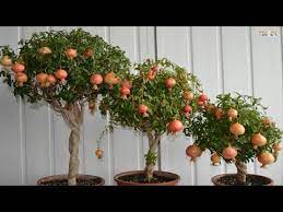 Imagine growing up to six different fruit on the same tree on your balcony! Top 8 Best Fruits To Grow In Pots In Containers Youtube