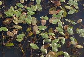 Image result for Potamogeton