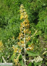Image result for Buddleja madagascariensis