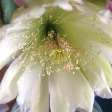See and discover other items: Queen Of The Night Green Hope Farm Flower Essences
