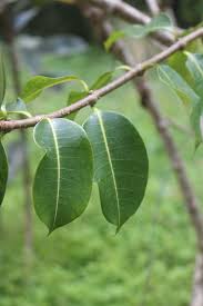 Image result for Nesogenes madagascariensis