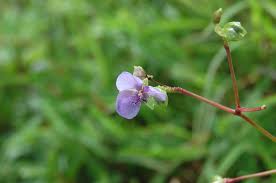 Image result for Murdannia simplex