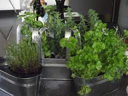 The best herbs to grow indoors are the ones you find yourself reaching for most often with everyday cooking, says emily murphy, author of grow what you it also includes basil which is great for new gardeners just getting a feel for how often to water their herbs. Growing Herbs Indoors The Old Farmer S Almanac