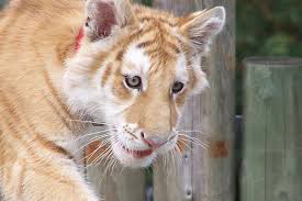 baby golden tiger by austrailiaztruetaz golden tabby tiger tiger golden tiger