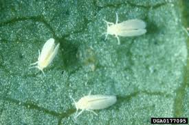 Indoor plants are easier to manage because they can be kept near a heater. Common Houseplant Insects Related Pests Home Garden Information Center