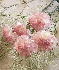 They have been also used for commercial perfumery and commercial cut flower crops. Pink Carnations Scented Candle Sierra Mountain Candle Co