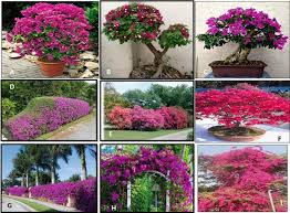 Image result for Bougainvillea sp. cultivar