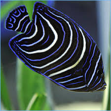 Jake is interested in every facet of the marine aquarium hobby from the concepts to the technology, rare fish to exotic corals, and his interests are well documented through a very prolific career of speaking to reef clubs and marine aquarium events, and writing articles for aquarium publications across the globe. Pete S Aquariums Fish Saltwater Fish Aquariums Tropical Fish Aquarium Supplies Aquarium Pond Maintenance