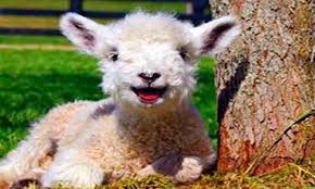 Sheep Names Cute Animal Names Cute Pet Names Sheep Names