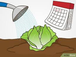 It was first transported with trucks filled with ice to keep it from wilting and hence it is called lettuce iceberg. How To Grow Iceberg Lettuce With Pictures Wikihow