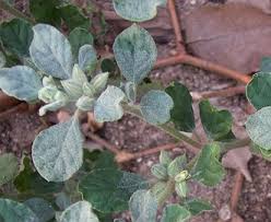 Image result for Glinus lotoides