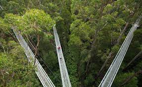 5.4091, 100.77712) is a recreational forest about 30 km northeast of kulim, kedah. Kedah Tree Top Walk Sungai Sedim Asia Experience Tours Facebook