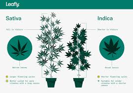 Indica Vs Sativa Whats The Difference Between Cannabis