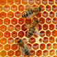 Summer Pollinator Series with 4-H