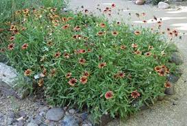 Pin On Sonoma Water Wise Plants