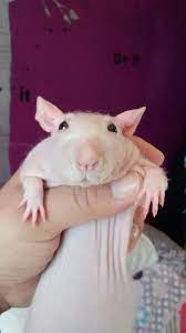 Rat 3 Cute Rats Cute Animals Cute Squirrel